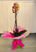OP1 - Phalaenopsis Plant